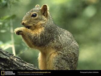 Wallpaper Animals National Geographic