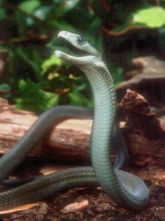 Black Mamba Snake High Definition Wallpaper Cool Nature