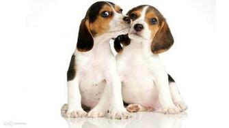 Beagle Wallpaper