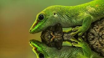 File Gecko Wallpaper 45buki8 Jpg 4usky