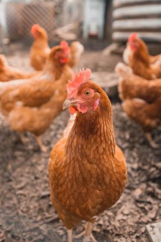 Best Chicken Pictures Image Stock Photos