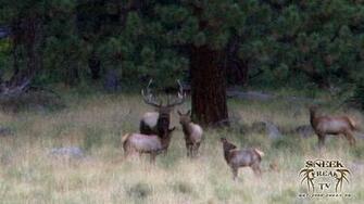 Galleries Bull Elk Wallpaper HD Fighting