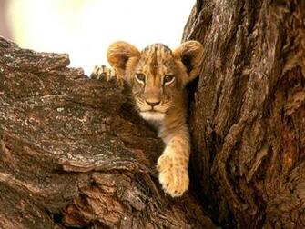 Lion Desktop Wallpaper For HD Widescreen And Mobile