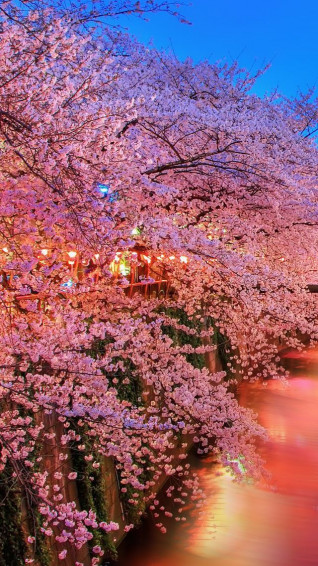Dreamlike Spring iPhone Wallpaper Nature Flowers