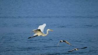 Flying Bird HD Wallpaper Background Image Desktop