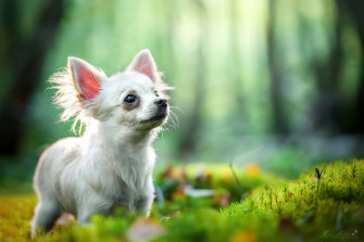 White Chihuahua Dog Wondering In A Forest Hlzxdqdxb4gi74w2 Wallpaper