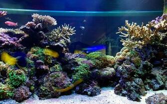 Aquarium Live Wallpaper Check Out Why