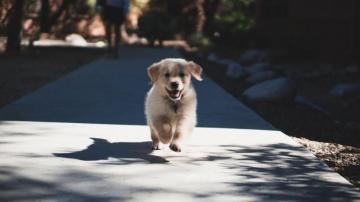 Puppy Wallpaper HD Hq