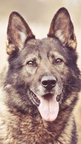 My Shepherds Dog Smile Animal iPhone Wallpaper