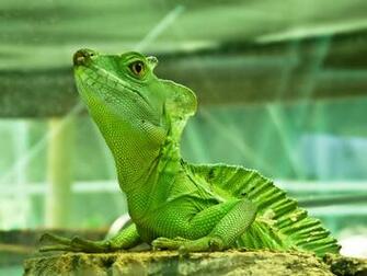 Iguana Wallpaper Animal Literature