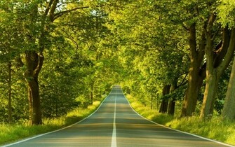 Road Through Trees Wallpaper