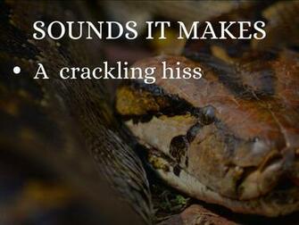 The Burmese Python By Raiine Meade