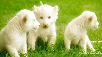 White Lions Wallpaper