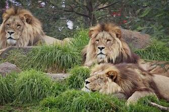 Lion Wallpaper Disney Trip Image Lions