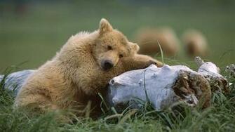 HD Bears Wallpaper With A Bear And Tree Trunk Background
