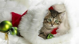 Christmas Cat