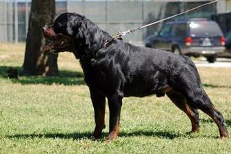 Rottweiler Dog Shows The Wallpaper Best