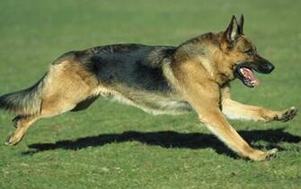 German Shepherd New Wallpaper HD Desktop Background