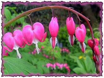 Bleeding Heart Flower Wallpaper