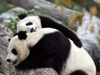 Picturespool Beautiful Panda Bears Red Polarbears Koalabears