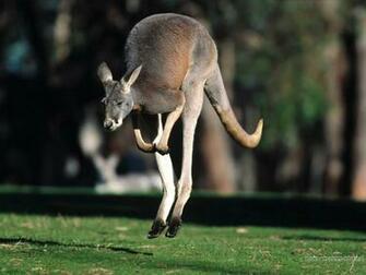 Wallpaper Funny Poetry Animals All In One