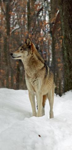 Desktop HD Black Timber Wolf Pics Background