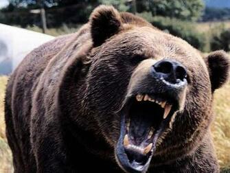 Grizzly Bear Background