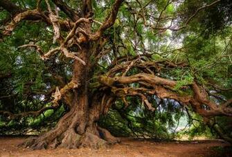 Olive Tree Wallpaper Finca Hermosa