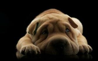 Wallpaper Cute Shar Pei Dog HD Picture Image