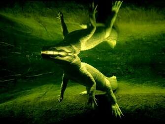 White Alligator