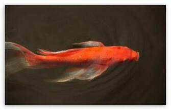 Koi Fish HD Desktop Wallpaper High Definition Fullscreen Mobile