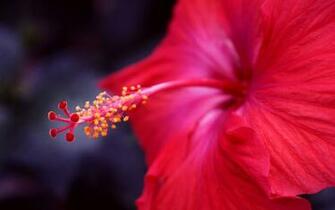 Red Hibiscus Flower Wallpaper HD Girls