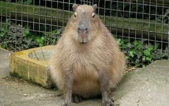 Capybara Wallpaper High Resolution Pictures