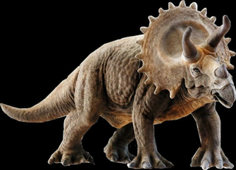 Triceratops 3d Model Png Image With No