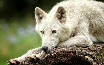 Arctic Wolf Wallpaper For Widescreen Desktop Pc
