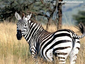 Zebra Wallpaper Clickandseeworld Is All About Funny Amazing Pictures