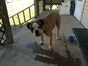 Stac On Slyfoxhound Me And My Dog Say Hey To You
