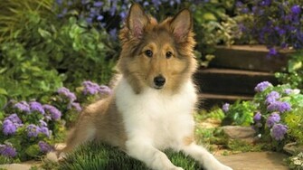 Shetland Sheepdog Wallpaper