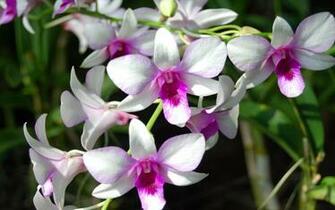 White Orchid Flower HD Wallpaper Wallpaper13