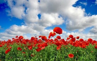 Poppy Field Wallpaper Flower