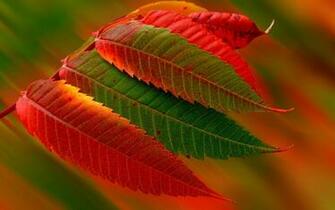 Red And Green Autumn Leaves Wallpaper