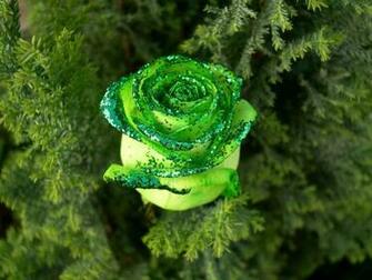 Beautiful HD Wallpaper Green Rose