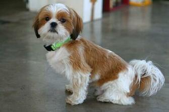 Cute Shih Tzu Dog Wearing Green Collar Puppies Wallpaper Picture