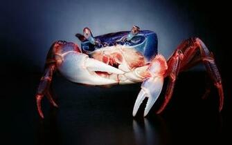 Blue Crab Wallpaper Red And iPhone