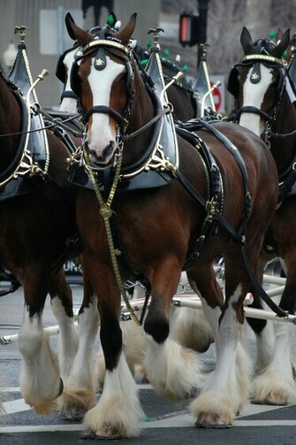 Clydesdales Budweiser HD Wallpaper Animals