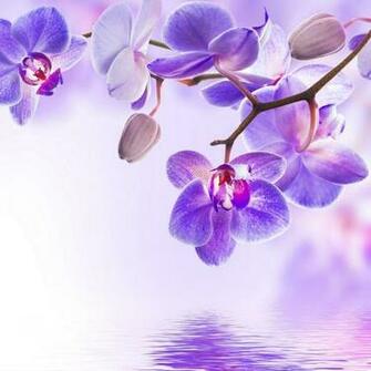 Orchid Live Wallpaper For Android Apk
