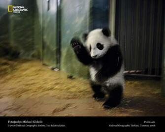 Panda Wallpaper And Background Of From Around The Worlds