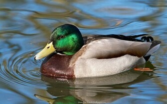 Mallard Duck Wallpaper Gallery