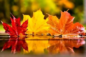 November Wallpaper HD Net