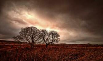 Storm Trees X Close